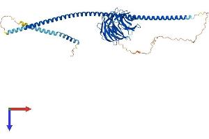 AlphaFold protein structure predicition of Mouse Recombinant Atg16l1 Protein, UniprotID Q8C0J2