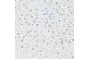 Immunohistochemistry of paraffin-embedded rat liver using AKT1 antibody. (AKT1 anticorps  (C-Term))