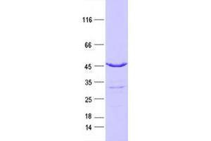 Validation with Western Blot