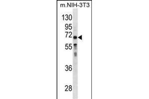 GGT1 Antibody (N-term) (ABIN1881373 and ABIN2838799) western blot analysis in mouse NIH-3T3 cell line lysates (35 μg/lane). (GGT1 anticorps  (N-Term))