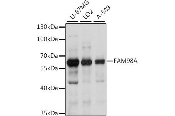 FAM98A Antikörper  (AA 1-220)