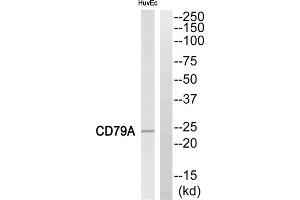 Western blot analysis of extracts from HuvEc cells, using CD79A antibody. (CD79a anticorps  (Internal Region))