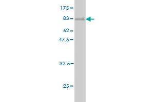 Western Blot detection against Immunogen (78. (AKT1 anticorps  (AA 1-480))