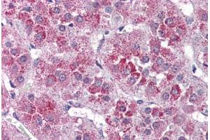 Human Adrenal (formalin-fixed, paraffin-embedded) stained with NTSR2 antibody ABIN399994 at 10 ug/ml followed by biotinylated goat anti-rabbit IgG secondary antibody ABIN481713, alkaline phosphatase-streptavidin and chromogen. (NTSR2 anticorps  (Internal Region))