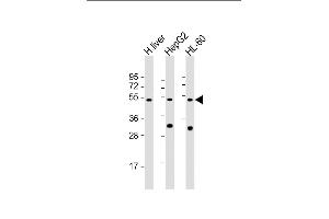 All lanes : Anti-BT Antibody (N-Term) at 1:2000 dilution Lane 1: human liver lysate Lane 2: HepG2 whole cell lysate Lane 3: HL-60 whole cell lysate Lysates/proteins at 20 μg per lane. (BAAT anticorps  (AA 107-148))