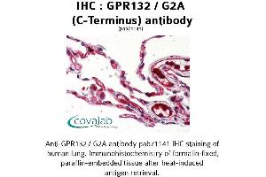 Image no. 2 for anti-G Protein-Coupled Receptor 132 (GPR132) (C-Term), (Cytoplasmic Domain) antibody (ABIN1734931) (G Protein-Coupled Receptor 132 anticorps  (C-Term, Cytoplasmic Domain))