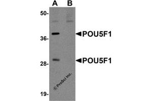 Western Blotting (WB) image for anti-POU Class 5 Homeobox 1 (POU5F1) (C-Term) antibody (ABIN1030595) (OCT4 anticorps  (C-Term))
