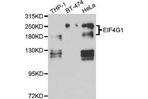 Western blot analysis of extracts of various cell lines, using EIF4G1 antibody. (EIF4G1 anticorps)