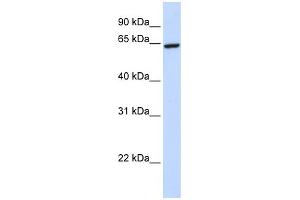 WB Suggested Anti-ZNF280B Antibody Titration:  0. (ZNF280B anticorps  (C-Term))