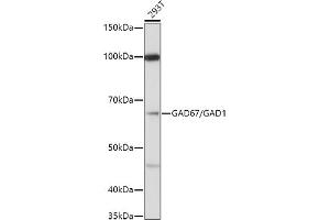 Western blot analysis of extracts of 293T cells, using (ABIN3017018, ABIN3017019, ABIN3017020 and ABIN6219924) at 1:1000 dilution. (GAD anticorps  (AA 1-200))