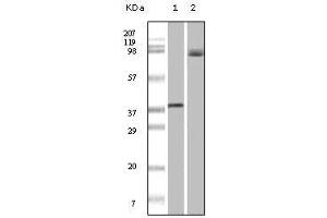 Western Blot showing BRAF antibody used against truncated recombinant Braf (1) and A431 cell lysate (2). (BRAF anticorps)
