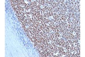 Immunohistochemical staining (Formalin-fixed paraffin-embedded sections) of human tonsil with CCNB1 monoclonal antibody, clone CCNB1/1098 . (Cyclin B1 anticorps)