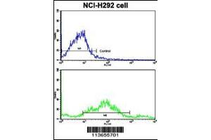 Flow cytometric analysis of NCI-H292 cells using CDH3 Antibody (N-term)(bottom histogram) compared to a negative control cell (top histogram).