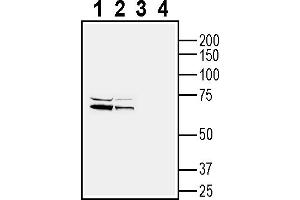 anti-Hypocretin (Orexin) Receptor 1 (HCRTR1) (AA 256-269), (Intracellular) antibody