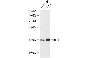 Western blot analysis of extracts of various cell lines, using BET1 antibody (ABIN6131261, ABIN6137538, ABIN6137539 and ABIN6216920) at 1:3000 dilution. (BET1 anticorps  (AA 1-94))