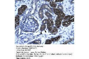 Human kidney (GC-Rich Promoter Binding Protein 1 (GPBP1) (N-Term) anticorps)