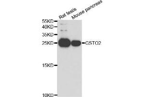 Western blot analysis of extracts ofrat testis and mouse pancreas cell lines, using GSTO2 antibody. (GSTO2 anticorps)