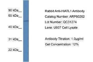 Western Blotting (WB) image for anti-Hippocampus Abundant Transcript-Like 1 (HIATL1) (C-Term) antibody (ABIN2788382) (HIATL1 anticorps  (C-Term))