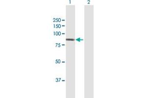 Western Blot analysis of PFKP expression in transfected 293T cell line by PFKP MaxPab polyclonal antibody.