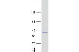 Validation with Western Blot