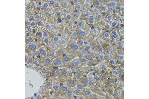 Immunohistochemistry of paraffin-embedded mouse liver using MFN2 antibody.