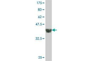 Western Blot detection against Immunogen (35.