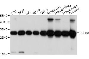 Western blot analysis of extracts of various cell lines, using ECHS1 antibody (ABIN4903537) at 1:1000 dilution. (ECHS1 anticorps)