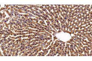 Detection of APOA5 in Rat Liver Tissue using Polyclonal Antibody to Apolipoprotein A5 (APOA5) (APOA5 anticorps  (AA 167-335))