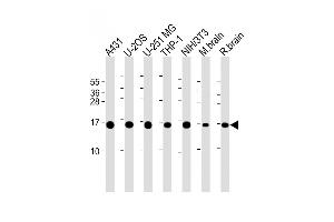 All lanes : Anti-RPL23 Antibody (Center) at 1:2000 dilution Lane 1: A431 whole cell lysate Lane 2: U-2OS whole cell lysate Lane 3: U-251 MG whole cell lysate Lane 4: THP-1 whole cell lysate Lane 5: NIH/3T3 whole cell lysate Lane 6: mouse brain lysate Lane 7: rat brain lysate Lysates/proteins at 20 μg per lane.