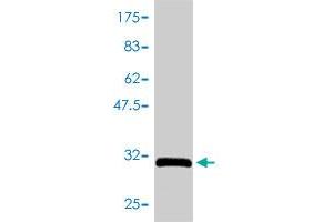 Western Blot detection against Immunogen (34.