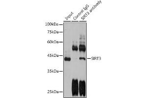 Immunoprecipitation analysis of 300 μg extracts of HeLa cells using 3 μg SIRT3 antibody (ABIN6134063, ABIN6147792, ABIN6147795 and ABIN6223143).