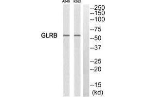 Western blot analysis of extracts from A549 cells and K562 cells, using GLRB antibody. (GLRB anticorps)