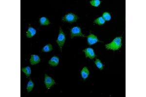 IF analysis of Peroxiredoxin 4 using anti-Peroxiredoxin 4 antibody (ABIN3043905). (Peroxiredoxin 4 anticorps  (C-Term))