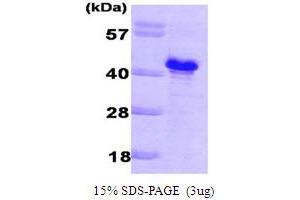 Glc8p (GLC8) (AA 1-229) protein (His tag)