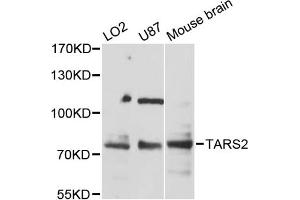 Western blot analysis of extracts of various cell lines, using TARS2 antibody (ABIN6293612) at 1:3000 dilution. (TARS2 anticorps)