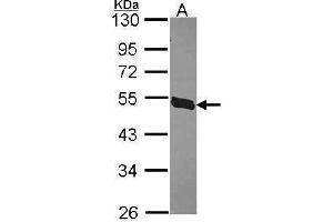 WB Image Sample (30 ug of whole cell lysate) A: H1299 10% SDS PAGE BTEB2 antibody antibody diluted at 1:1000 (KLF5 anticorps)