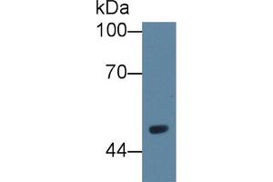 Western Blot; Sample: Rat Serum; Primary Ab: 1µg/ml Rabbit Anti-Rat VNN1 Antibody Second Ab: 0. (VNN1 anticorps  (AA 22-328))