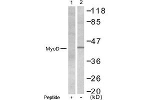 Image no. 1 for anti-Myogenic Differentiation 1 (MYOD1) (AA 198-202) antibody (ABIN197309) (MYOD1 anticorps  (AA 198-202))