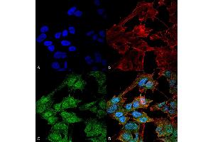 Immunocytochemistry/Immunofluorescence analysis using Rabbit Anti-ATG9B Polyclonal Antibody . (ATG9B anticorps  (AA 110-121) (PerCP))