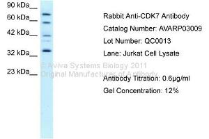 Western Blotting (WB) image for anti-Cyclin-Dependent Kinase 7 (CDK7) (C-Term) antibody (ABIN2792153)