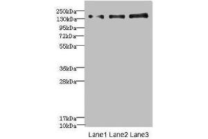 Western blot All lanes: NRXN1 antibody at 1. (Neurexin 1 anticorps  (AA 31-310))