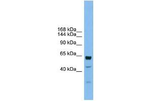 WB Suggested Anti-UMODL1 Antibody Titration:  0.