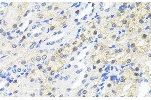 Immunohistochemistry of paraffin-embedded Mouse kidney using TRIM27 Polyclonal Antibody at dilution of 1:100 (40x lens). (TRIM27 anticorps)