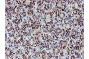 Image no. 5 for anti-Mannose Phosphate Isomerase (MPI) antibody (ABIN1499545) (MPI anticorps)