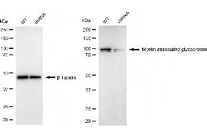 Western blotting analysis using myelin associated glycoprotein antibody (ABIN7799508). (Recombinant MAG anticorps)