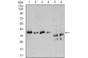 Western blot analysis using ANXA1 mouse mAb against Hela (1), A549 (2), K562 (3), NIH3T3 (4), C6 (5), and COS7 (6) cell lysate.