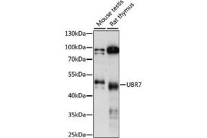 Western blot analysis of extracts of various cell lines, using UBR7 antibody (ABIN7271137) at 1:1000 dilution.