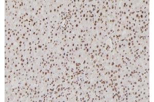 ABIN6265907 and ABIN6276855 at 1/100 staining Rat liver tissue by IHC-P. (USF1 anticorps  (Internal Region))