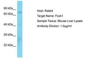 Image no. 1 for anti-Forkhead Box K1 (Foxk1) (AA 411-460) antibody (ABIN6750295) (Foxk1 anticorps  (AA 411-460))