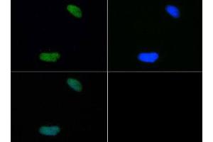 Immunofluorescence of Rabbit Anti-Histone H4 [Dimethyl Lys20] Antibody.